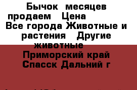 Бычок 6месяцев продаем › Цена ­ 20 000 - Все города Животные и растения » Другие животные   . Приморский край,Спасск-Дальний г.
